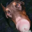 Ray