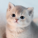 Hou