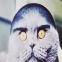 palomabastarda