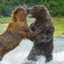 bearbattle32.#0