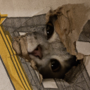 Tom