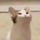 omri