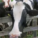 streikeizer