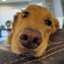User icon