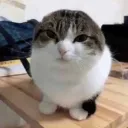 overlaythekitty