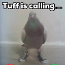 mrpigeon0264 member profile picture