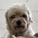 Avatar de Bonjourcqui