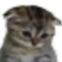 بذونة 😾