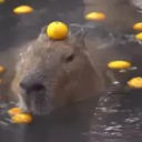 View capybara030780's Profile