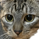 Qoo🐈