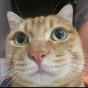 littlemeow981