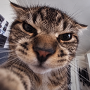 Little Meow