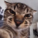 littlemeow981