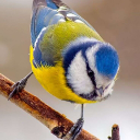 fly