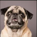anotherpug