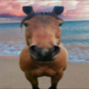 Horse0192