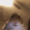 wolfpk