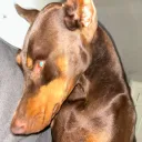 petneato