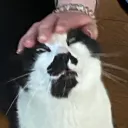 appies