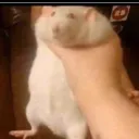julez