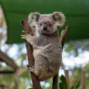 onekoala