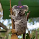 onekoala