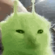 catbugfart