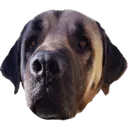 meoxiemax