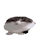 deadshadow