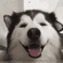 huskyy
