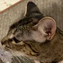 sleepypandie