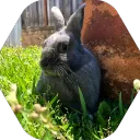 bush_monkey