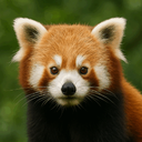 RedMacPanda.ns