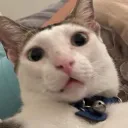 sonba