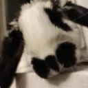 discoporo