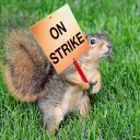 thesecretsquirrels