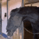 dabombdablow#1509's avatar