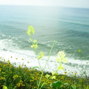 avatar water flourishes in spring