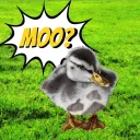 theduckgoesmoo