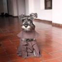 avatar Rytle
