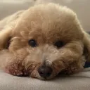 teddeeebear