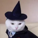 sfkingalpha