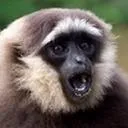 gibbonaz