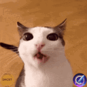 imcatlord