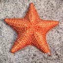 starfish2607