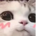 kimiichi