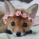 foxroom