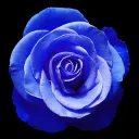 azurerose.