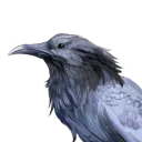 prof.corvus