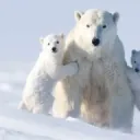 polarbear09430